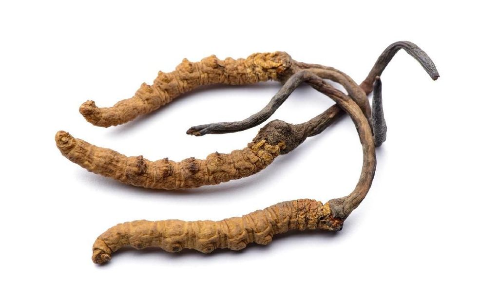 Mengenal Yarsagumba, Parasit Obat Kuat yang Dijuluki Emas Himalaya