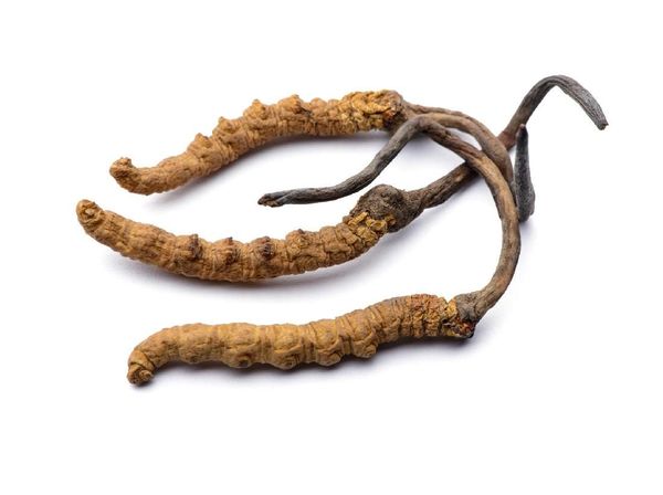 Mengenal Yarsagumba, Parasit Obat Kuat yang Dijuluki Emas Himalaya