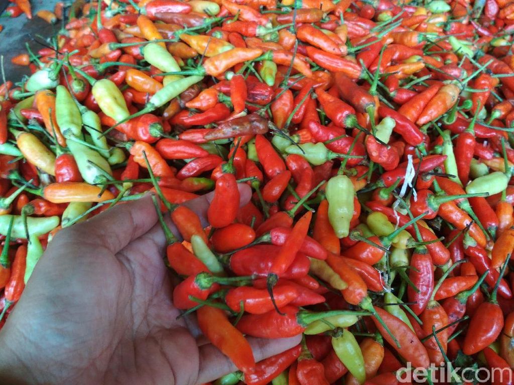Harga Cabai Selangit, Pedagang-Pembeli Menjerit Harga Cabai Selangit, Pedagang-Pembeli Menjerit