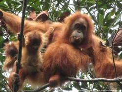 Benarkah PLTA Batang Toru Tak Mengancam Habitat Orangutan Tapanuli?