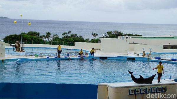Foto: Lumba-lumba Lincah dari Jepang