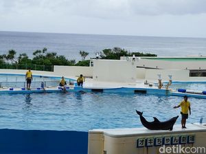 Foto: Lumba-lumba Lincah dari Jepang