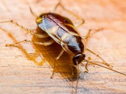 Tamu Jijik Temukan 6 Kecoak di Kamar Hotel, Staf Cuek Bebek