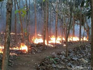 Musim Kemarau, Hutan di Wilayah Bojonegoro Terbakar 4 Kali