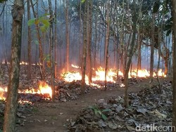 Musim Kemarau, Hutan di Wilayah Bojonegoro Terbakar 4 Kali