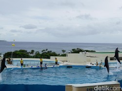 Melihat Lumba-luba Lincah di Okinawa Churaumi Aquarium