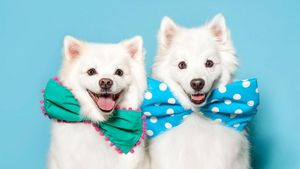 Lucu dan Menggemaskan Saat Hewan-hewan Ini Disuruh Berpose