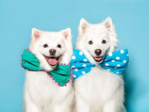 Lucu dan Menggemaskan Saat Hewan-hewan Ini Disuruh Berpose