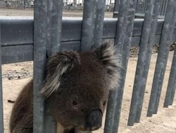Seekor Koala Tersangkut di Pagar di Adelaide