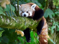 Hewan-hewan Ini Ternyata Diberi Nama yang Salah, Apa Saja?