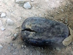 Petani Australia Tak Sengaja Menembak Mati karena Menginjak Terong