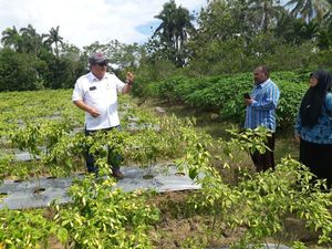 Pasokan Cabai di Sorong Kini Bisa Dipenuhi dari Petani Lokal