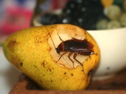 China Mulai Lirik Industri Kecoa untuk Kebutuhan Pangan dan Obat