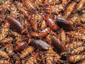 Di China, Kecoa Jadi Bisnis yang Menggiurkan