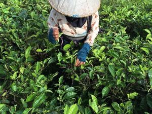 Ini Keunikan Teh Hitam Cianjur yang Raih AVPA Gourmet Product 2018 di Paris