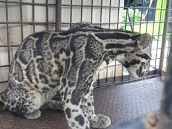 Macan Dahan Terjebak di Kolong Rumah Warga di Riau