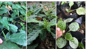 Foto: Ragam Tanaman Herbal yang Bisa Mencegah Penyakit