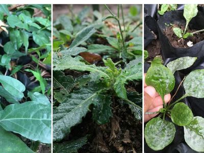Foto: Ragam Tanaman Herbal yang Bisa Mencegah Penyakit