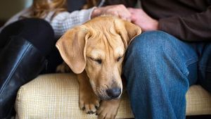 Deretan Foto Pemenang Fotografi Anjing yang Menggemaskan