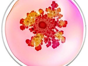 Ketika Koloni Bakteri di Atas Cawan Petri Diubah Jadi Karya Seni Indah