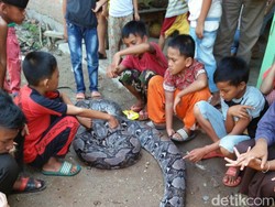 Warga Tangkap Ular Piton 8 Meter di Jambi