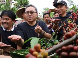Akhir Pekan, Zulkifli Hasan Sibuk Panen Kopi di Lampung