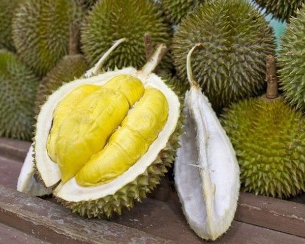 Durian Wikipedia Bahasa Indonesia Ensiklopedia Bebas