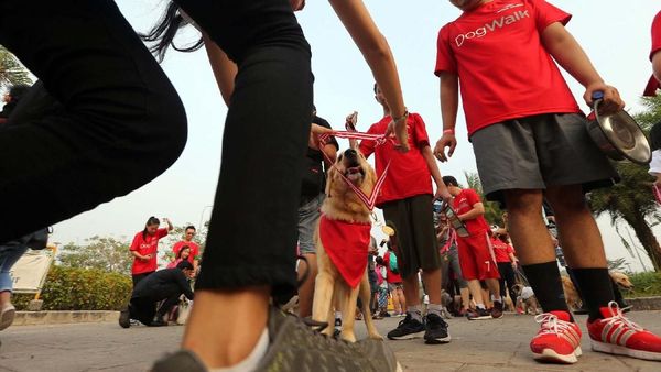 Jalan Santai untuk Anjing Peliharaan