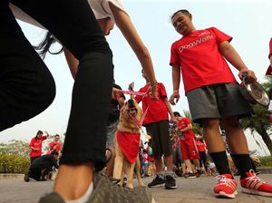 Jalan Santai untuk Anjing Peliharaan