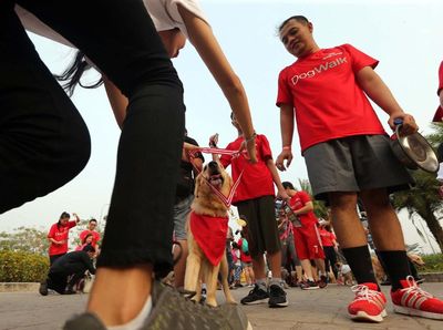 Jalan Santai untuk Anjing Peliharaan