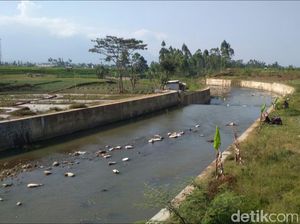 Kala Bau Busuk Limbah Ayam di Sungai Bikin Geram Warga Garut