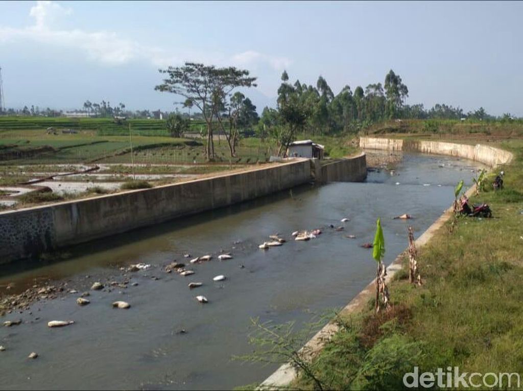 Kala Bau Busuk Limbah Ayam di Sungai Bikin Geram Warga Garut Kala Bau Busuk Limbah Ayam di Sungai Bikin Geram Warga Garut