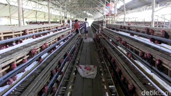 Cerita Peternak Ayam Putar Otak Siasati Lonjakan Harga Pakan