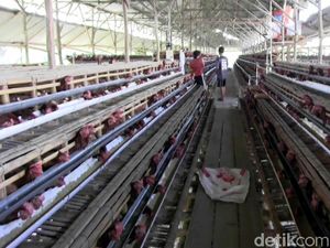 12 Juta Pegawai Peternakan Ayam Terancam PHK 12 Juta Pegawai Peternakan Ayam Terancam PHK