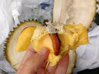 Ini Asal Usul dan Ciri Durian Musang King yang Tersohor Lezat Rasanya 
