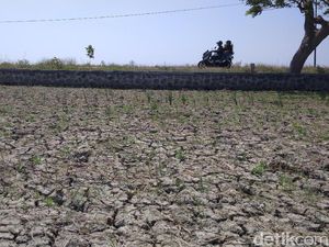 Kekeringan Melanda Garut, Ratusan Hektare Sawah Terancam Puso
