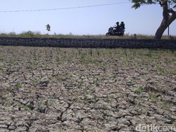 Kekeringan Melanda Garut, Ratusan Hektare Sawah Terancam Puso