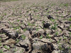 Kekeringan, Petani di 12 Kecamatan Cirebon Terancam Gagal Panen