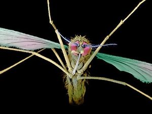 AS Loloskan Obat Fenomenal yang Bisa Sembuhkan Malaria Kambuhan