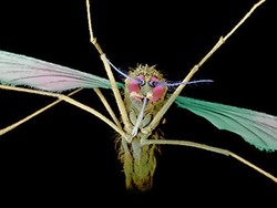 AS Loloskan Obat Fenomenal yang Bisa Sembuhkan Malaria Kambuhan