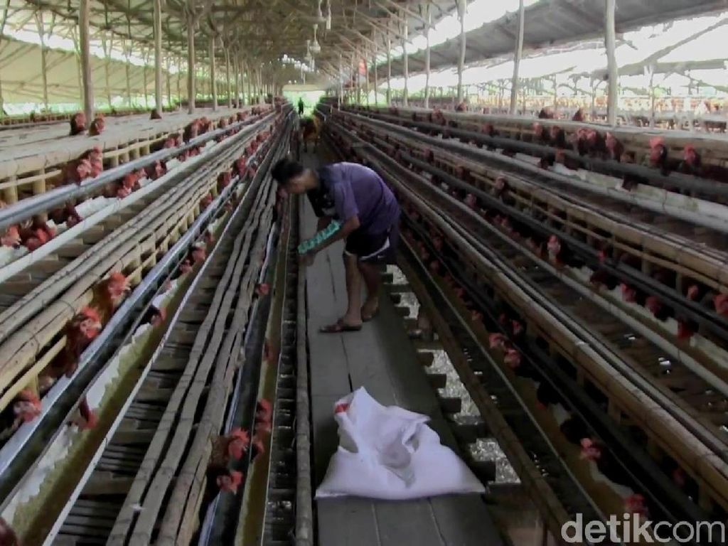 Efek Dolar AS Ngamuk, Peternak Minta Harga Acuan Daging Ayam Naik Efek Dolar AS Ngamuk, Peternak Minta Harga Acuan Daging Ayam Naik