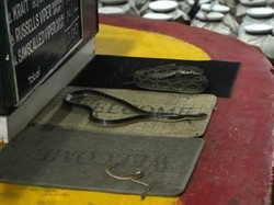 Satpam yang Digigit Ular Sempat Sedot Lukanya, Efektif Keluarkan Bisa?