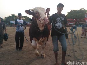 238 Ternak Favorit di Situbondo Dikonteskan Jelang Idul Adha 238 Ternak Favorit di Situbondo Dikonteskan Jelang Idul Adha