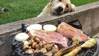 Bikin Gemas! Begini Tingkah Anjing yang Ngiler Minta Makan