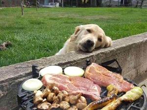 Bikin Gemas! Begini Tingkah Anjing yang Ngiler Minta Makan
