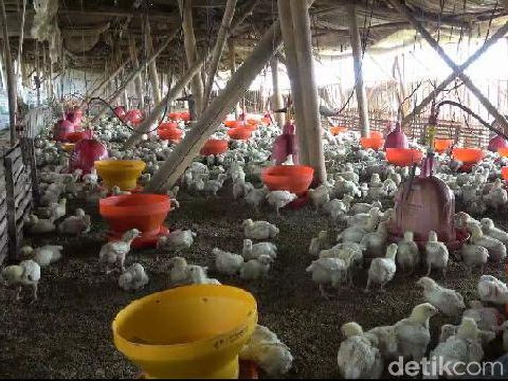 Turun Aksi Lagi, Peternak Tagih Janji Pemerintah Soal Harga Pakan Tinggi Turun Aksi Lagi, Peternak Tagih Janji Pemerintah Soal Harga Pakan Tinggi