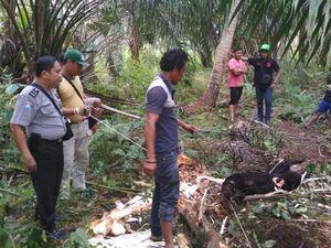 Kena Perangkap Babi, Beruang Madu di Riau Diselamatkan Warga Kena Perangkap Babi, Beruang Madu di Riau Diselamatkan Warga
