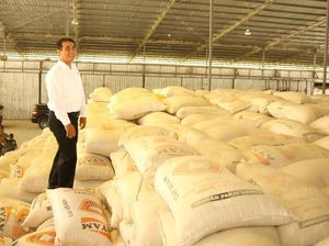 Mentan Ingin Perizinan Ekspor Jagung di Tojo Una-una Dipermudah