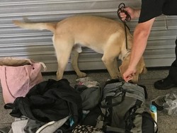 Di Bandara Jerman Ada Anjing Pelacak yang Punya Tugas Khusus