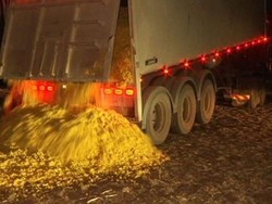 Akibat Kekeringan, Sapi di Australia Terpaksa Makan Kulit Jeruk